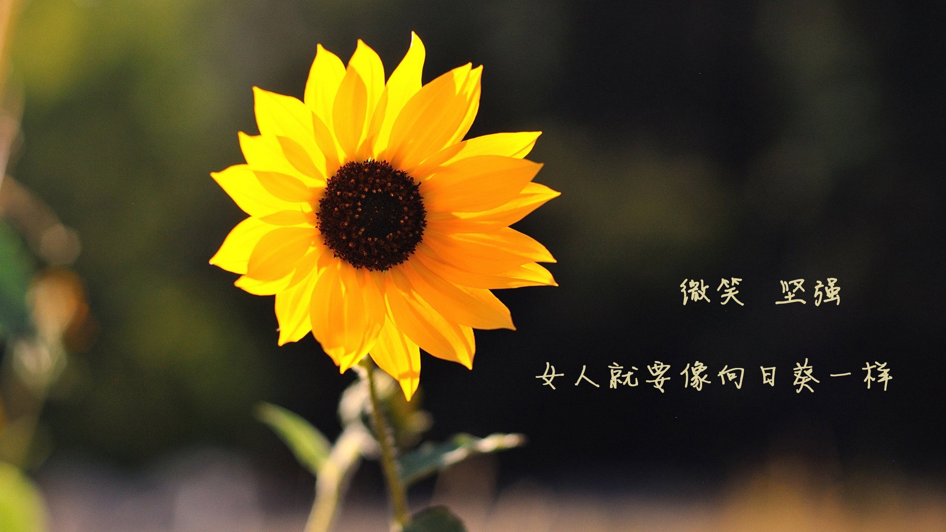 强者之争！谁将成为比赛的胜利者？，强者之战20连胜